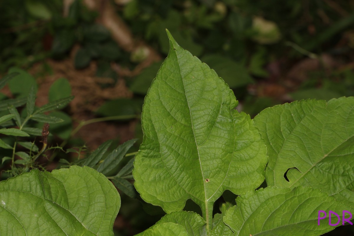 Tithonia rotundifolia (Mill.) S.F.Blake