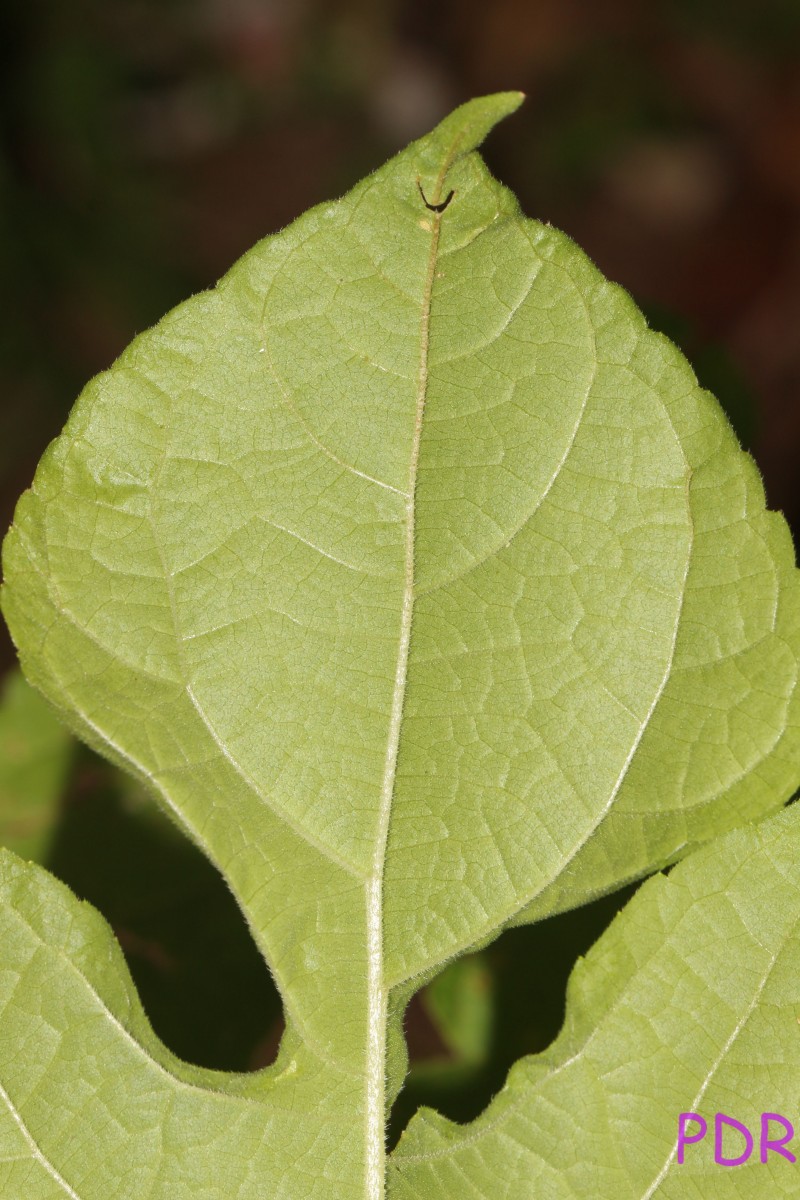 Tithonia rotundifolia (Mill.) S.F.Blake