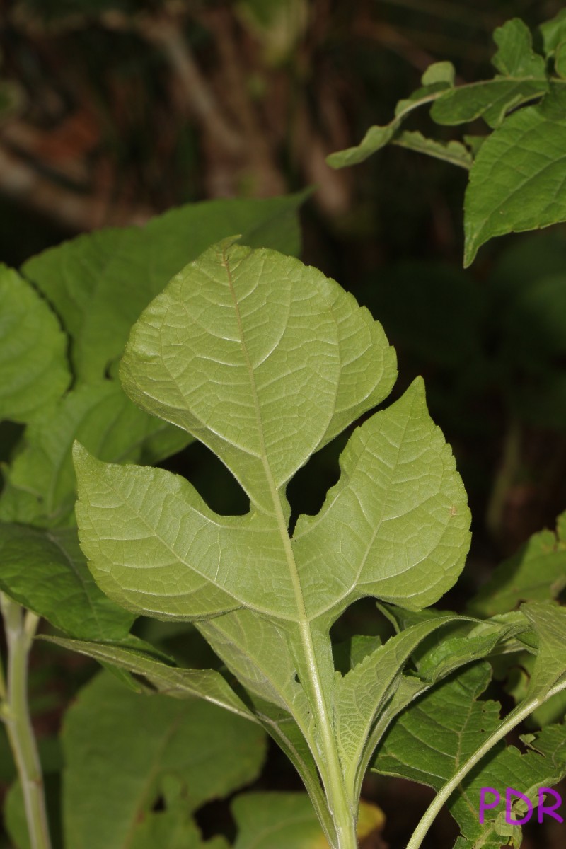 Tithonia rotundifolia (Mill.) S.F.Blake