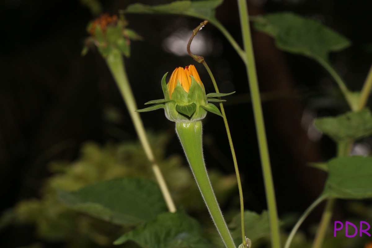 Tithonia rotundifolia (Mill.) S.F.Blake