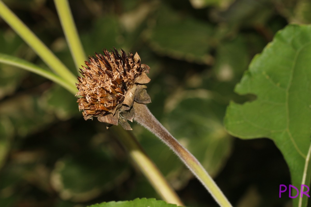 Tithonia rotundifolia (Mill.) S.F.Blake