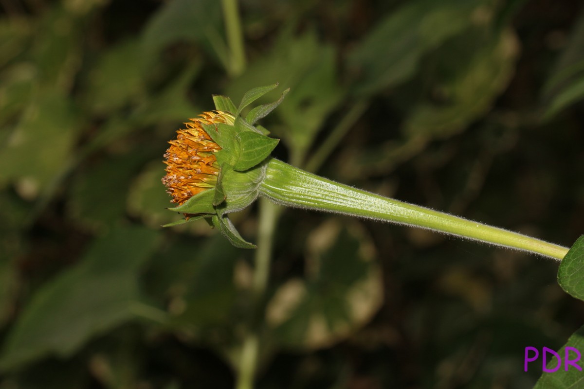 Tithonia rotundifolia (Mill.) S.F.Blake