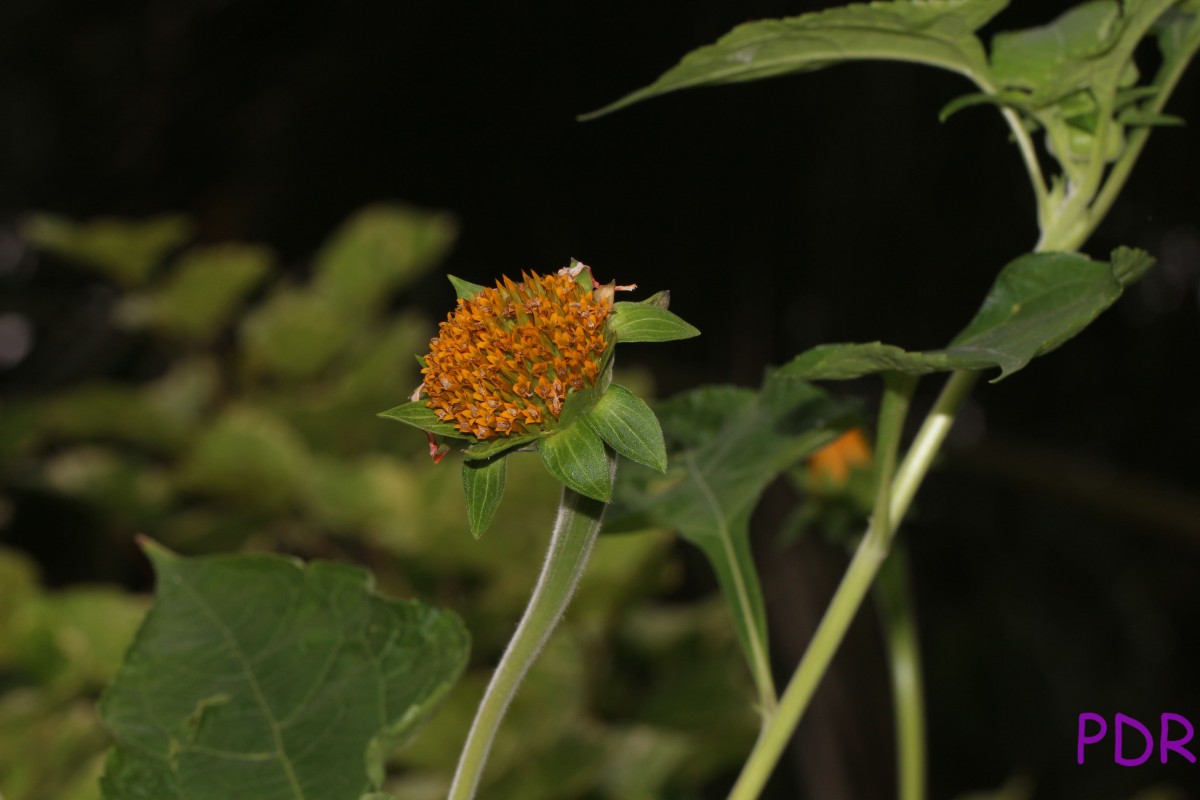 Tithonia rotundifolia (Mill.) S.F.Blake