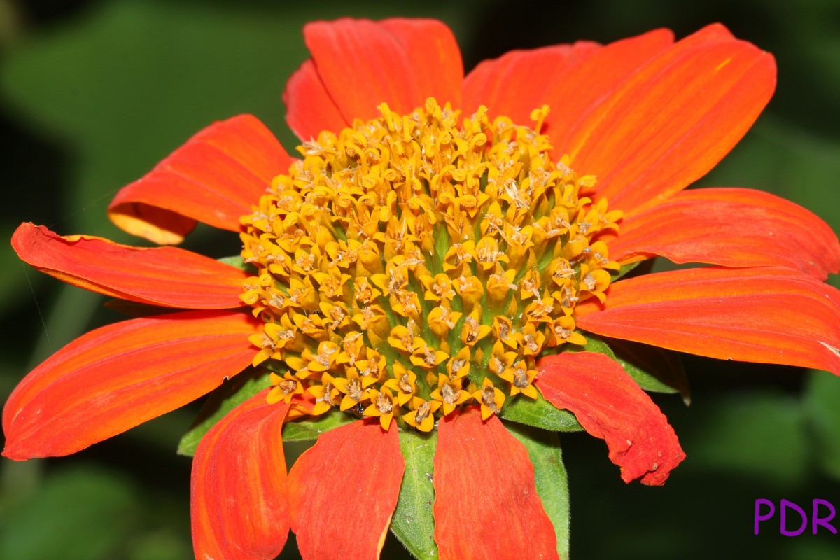 Tithonia rotundifolia (Mill.) S.F.Blake