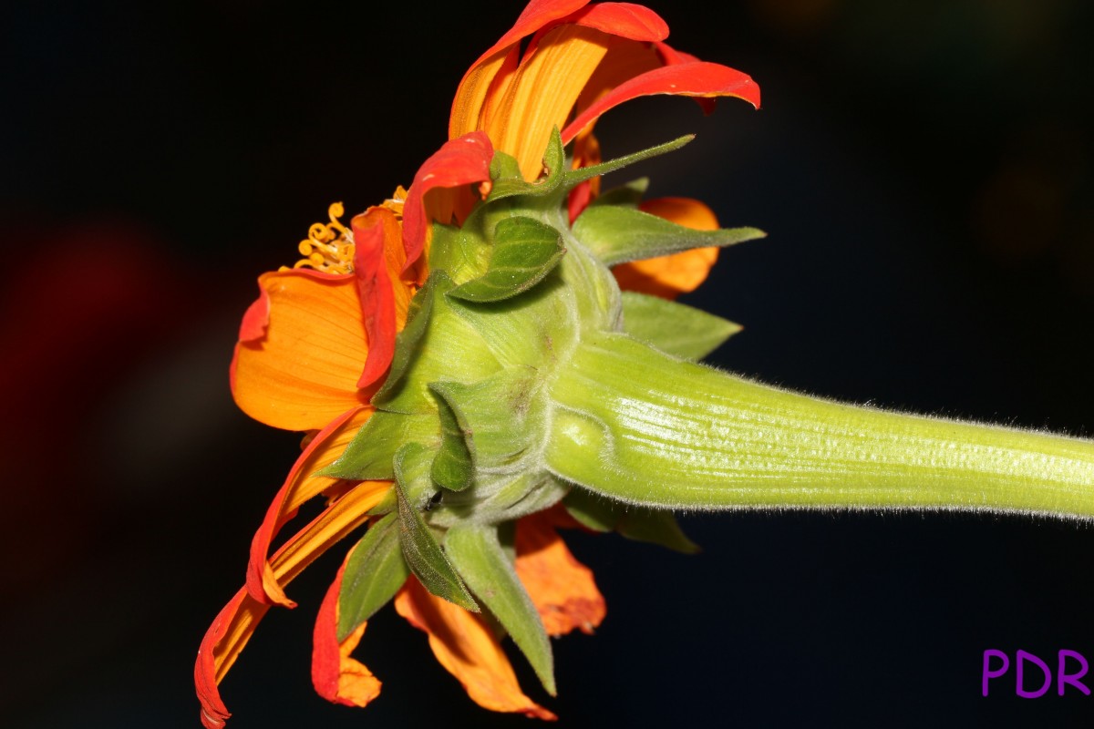 Tithonia rotundifolia (Mill.) S.F.Blake