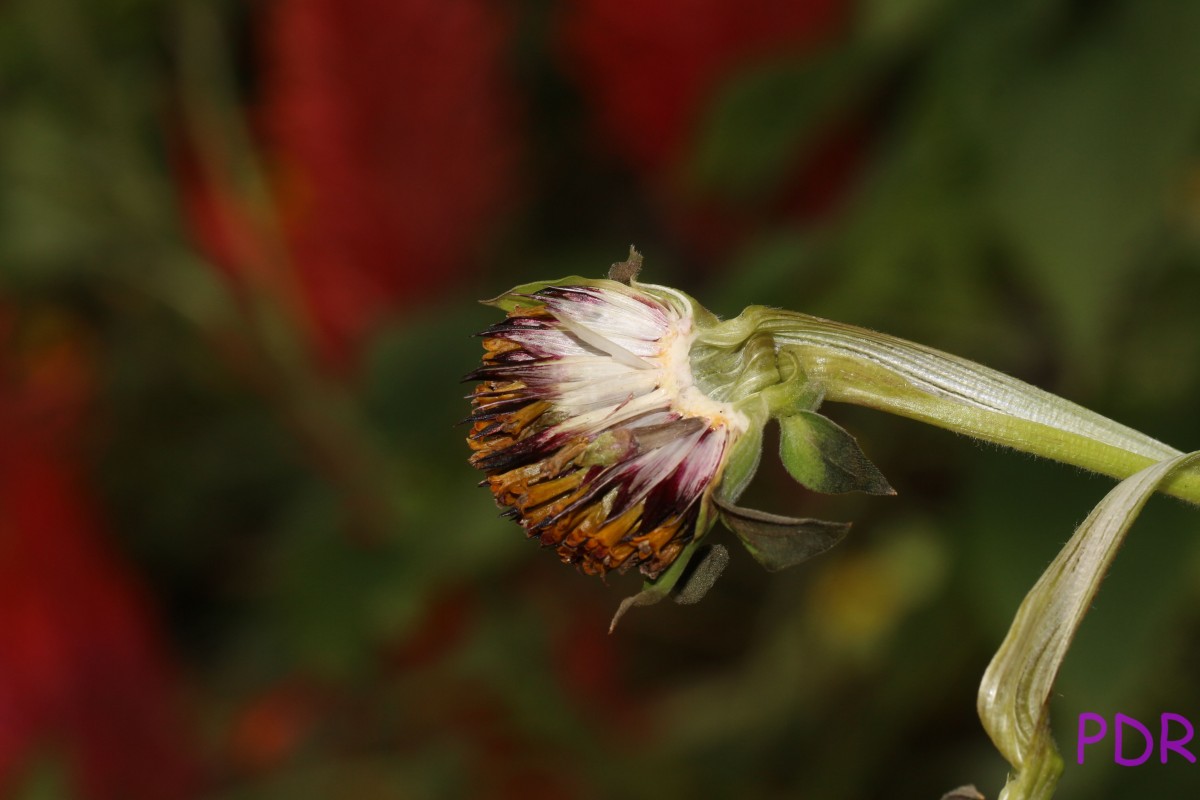 Tithonia rotundifolia (Mill.) S.F.Blake