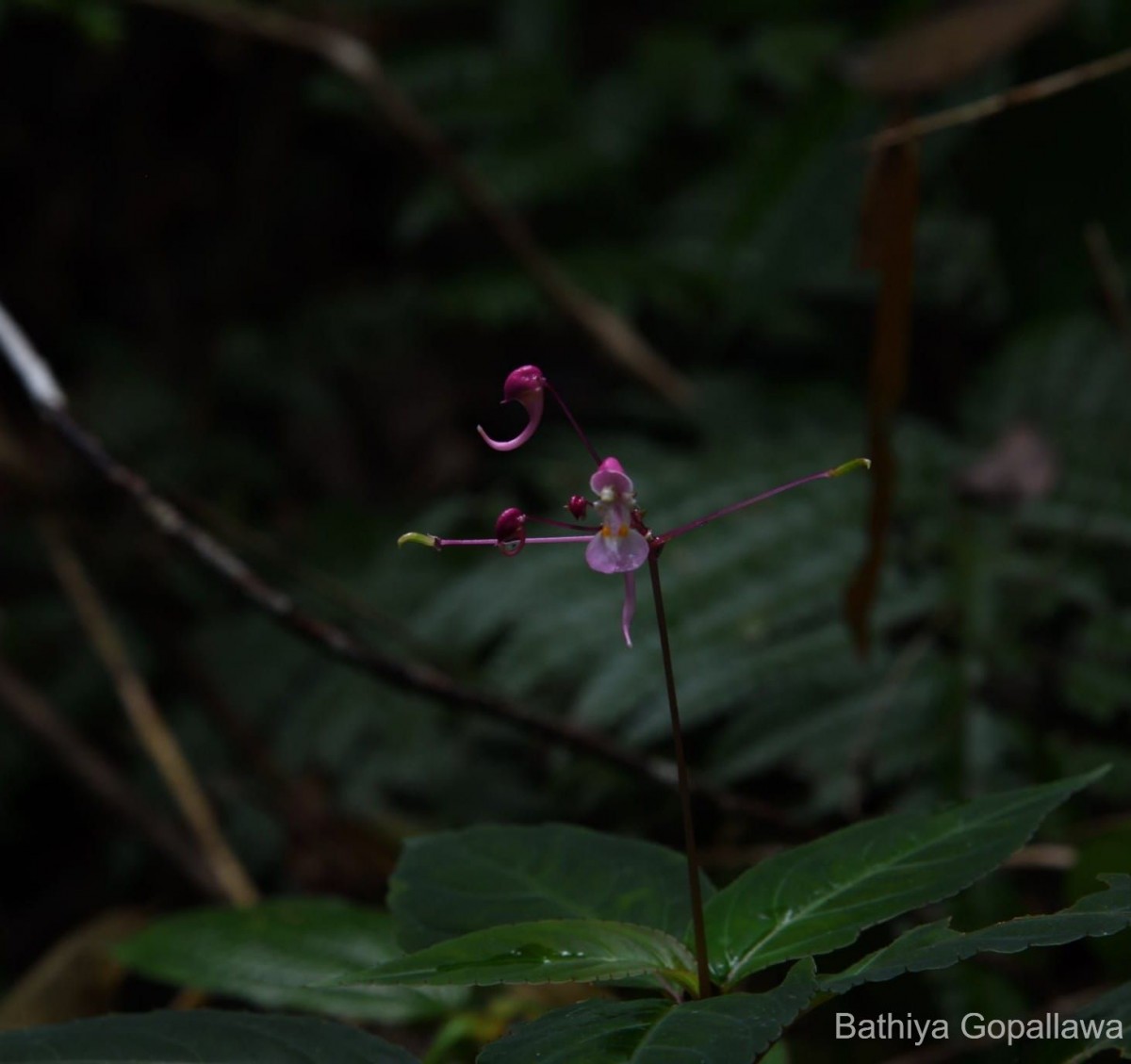 Impatiens arnottii Thwaites