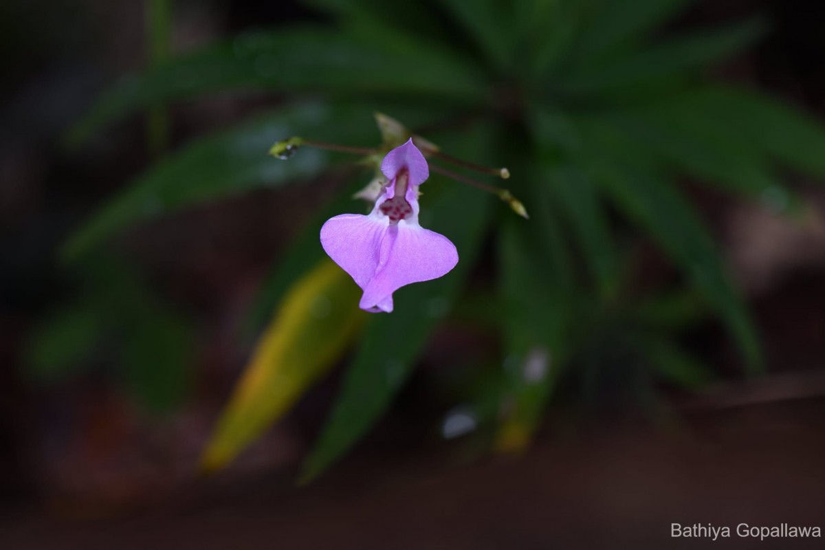 Impatiens linearis Arn.