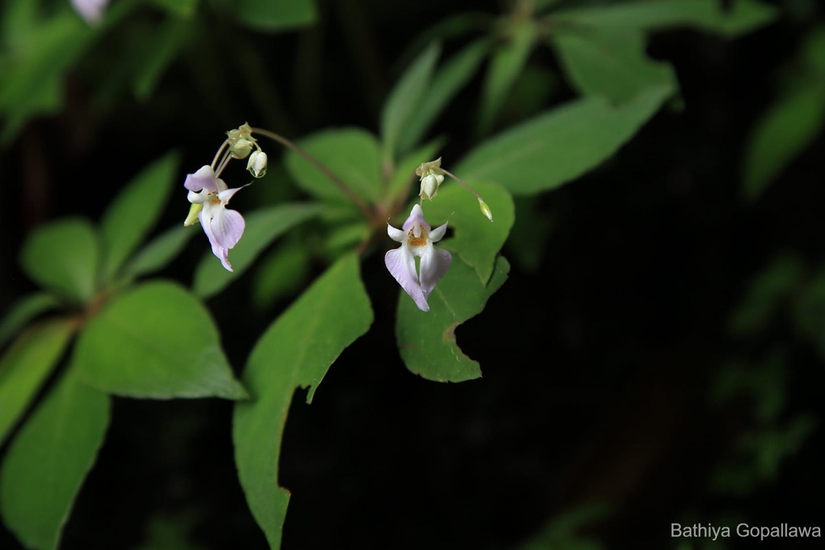 Impatiens thwaitesii Hook.f. ex Grey-Wilson