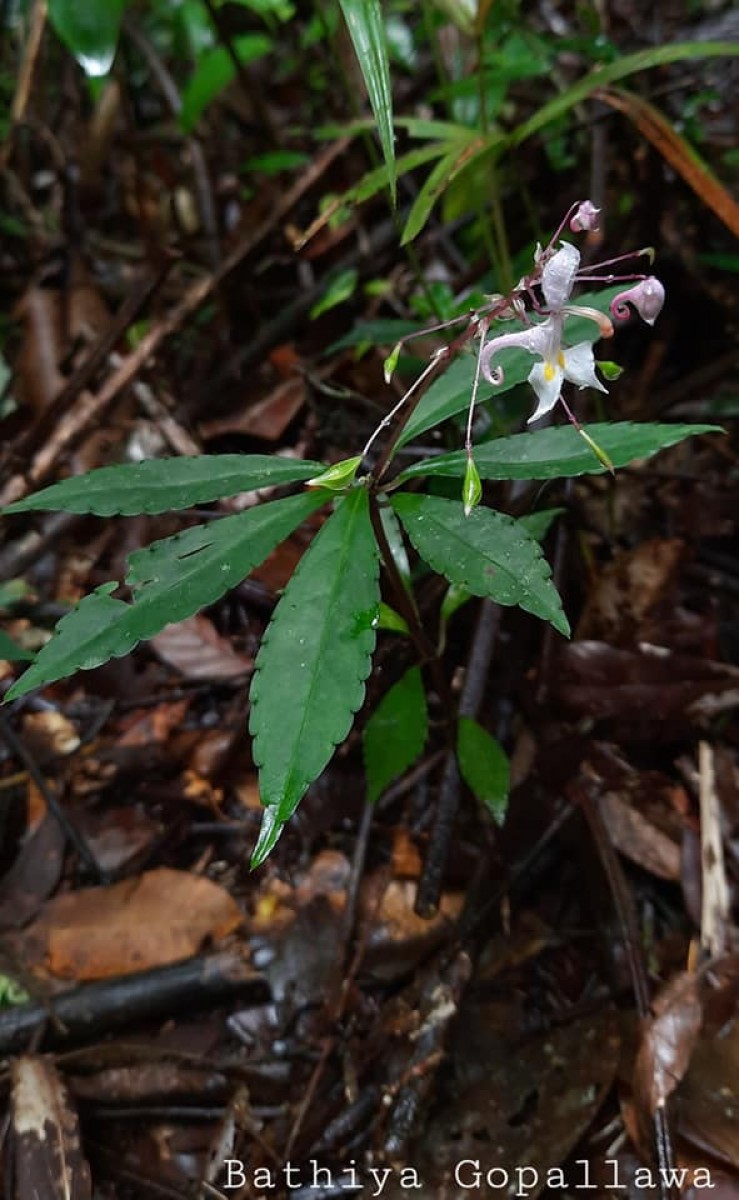 Impatiens cornigera Arn.