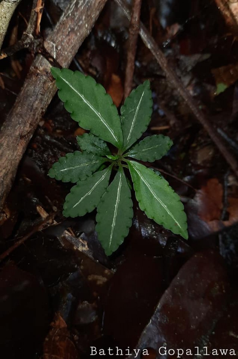 Impatiens cornigera Arn.