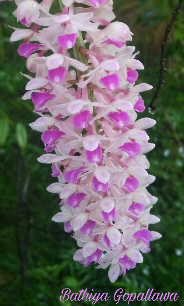 Rhynchostylis retusa (L.) Blume