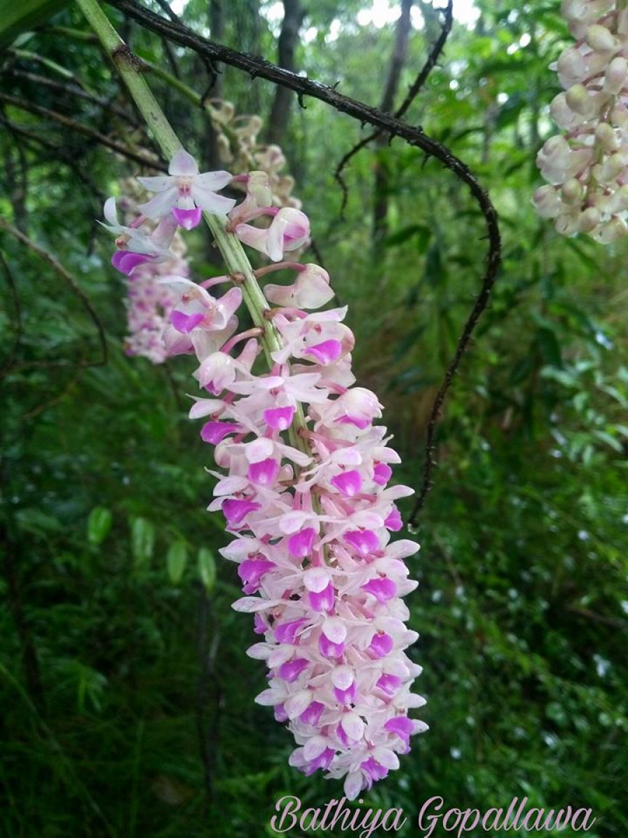 Rhynchostylis retusa (L.) Blume