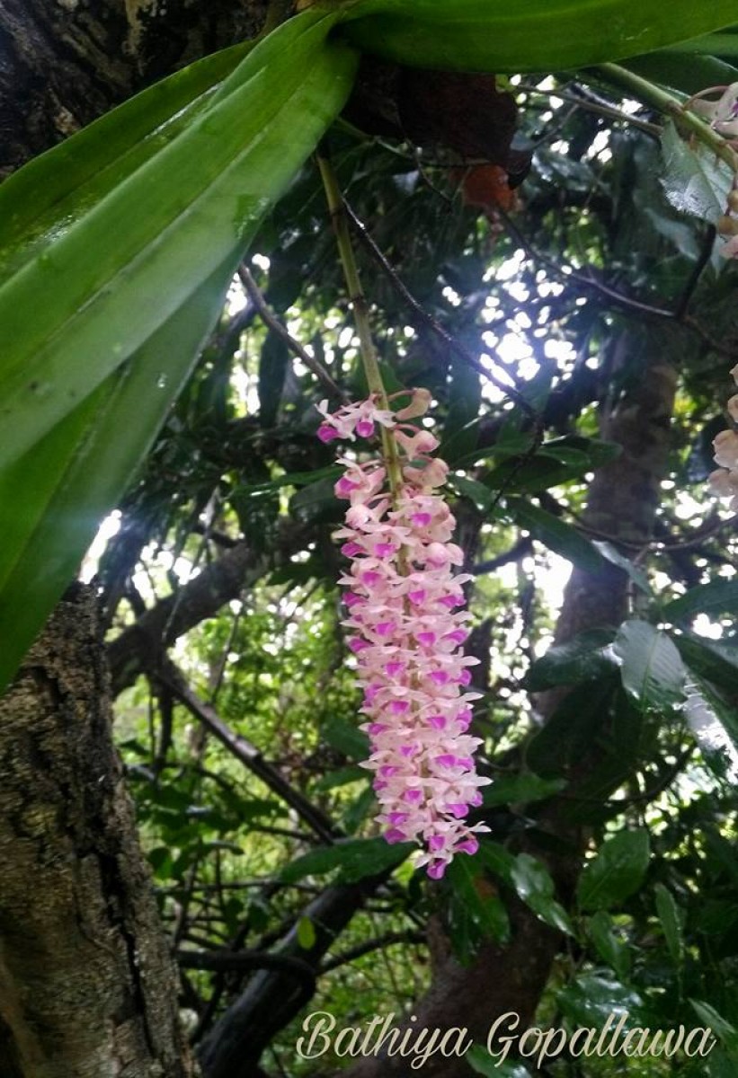 Rhynchostylis retusa (L.) Blume