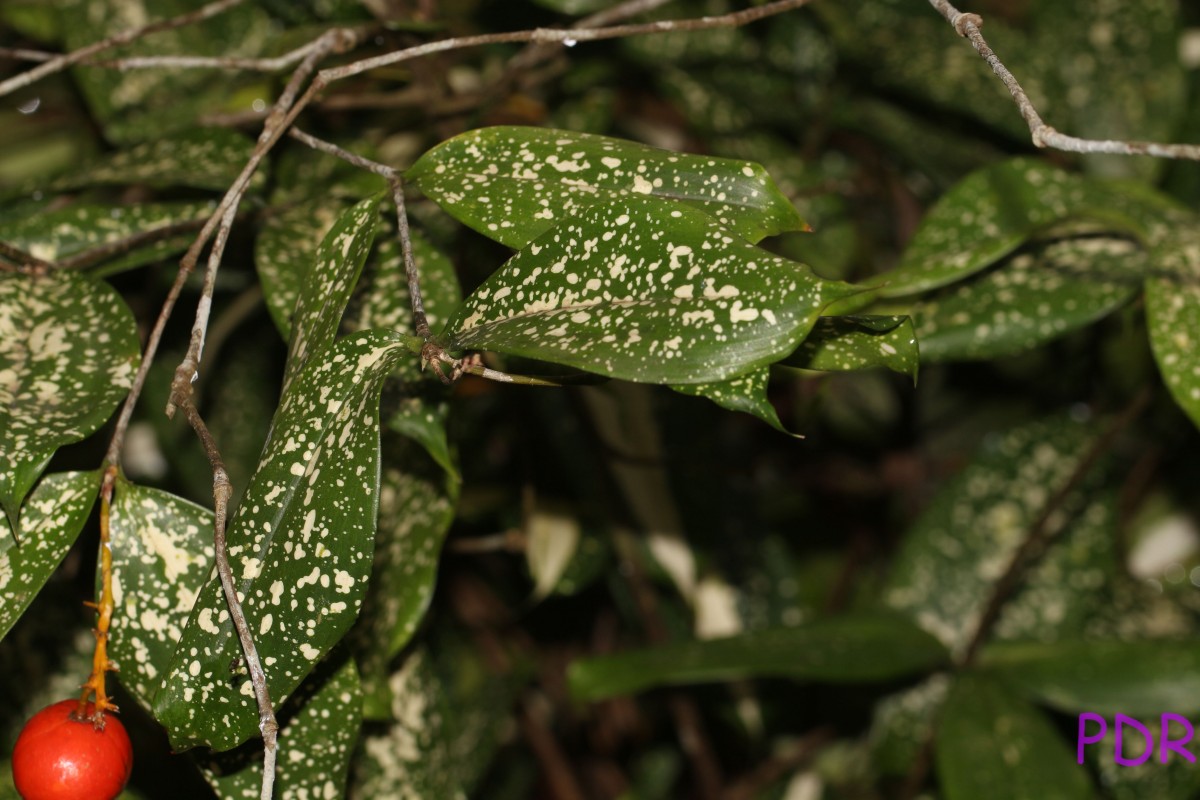 Dracaena surculosa Lindl.