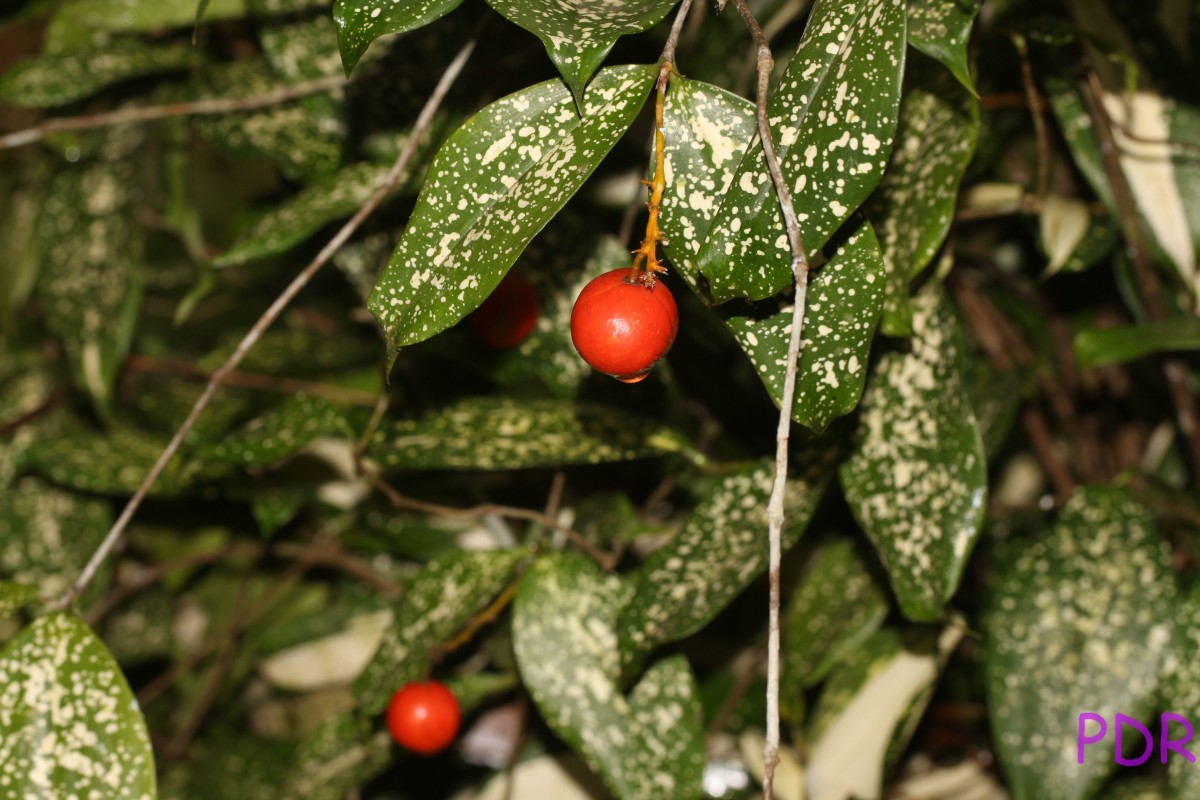 Dracaena surculosa Lindl.