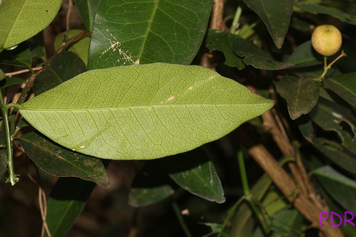 Atalantia ceylanica (Arn.) Oliv.