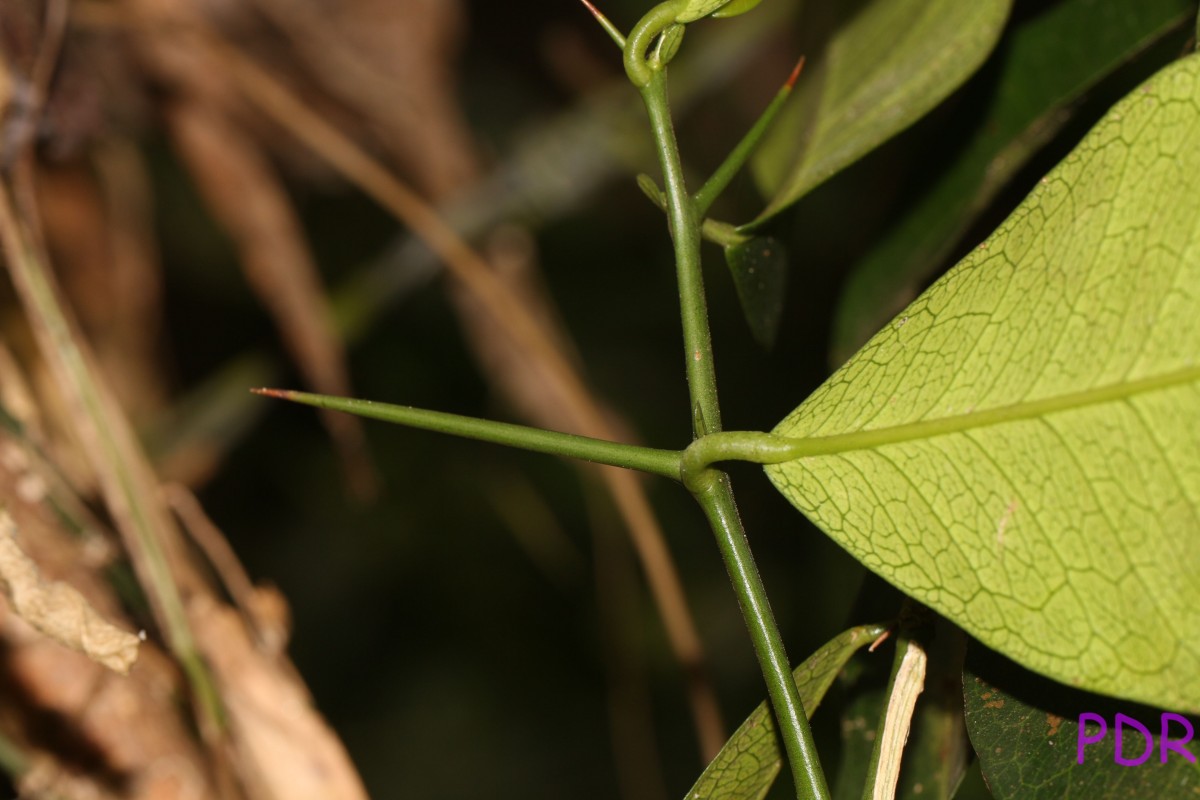 Atalantia ceylanica (Arn.) Oliv.