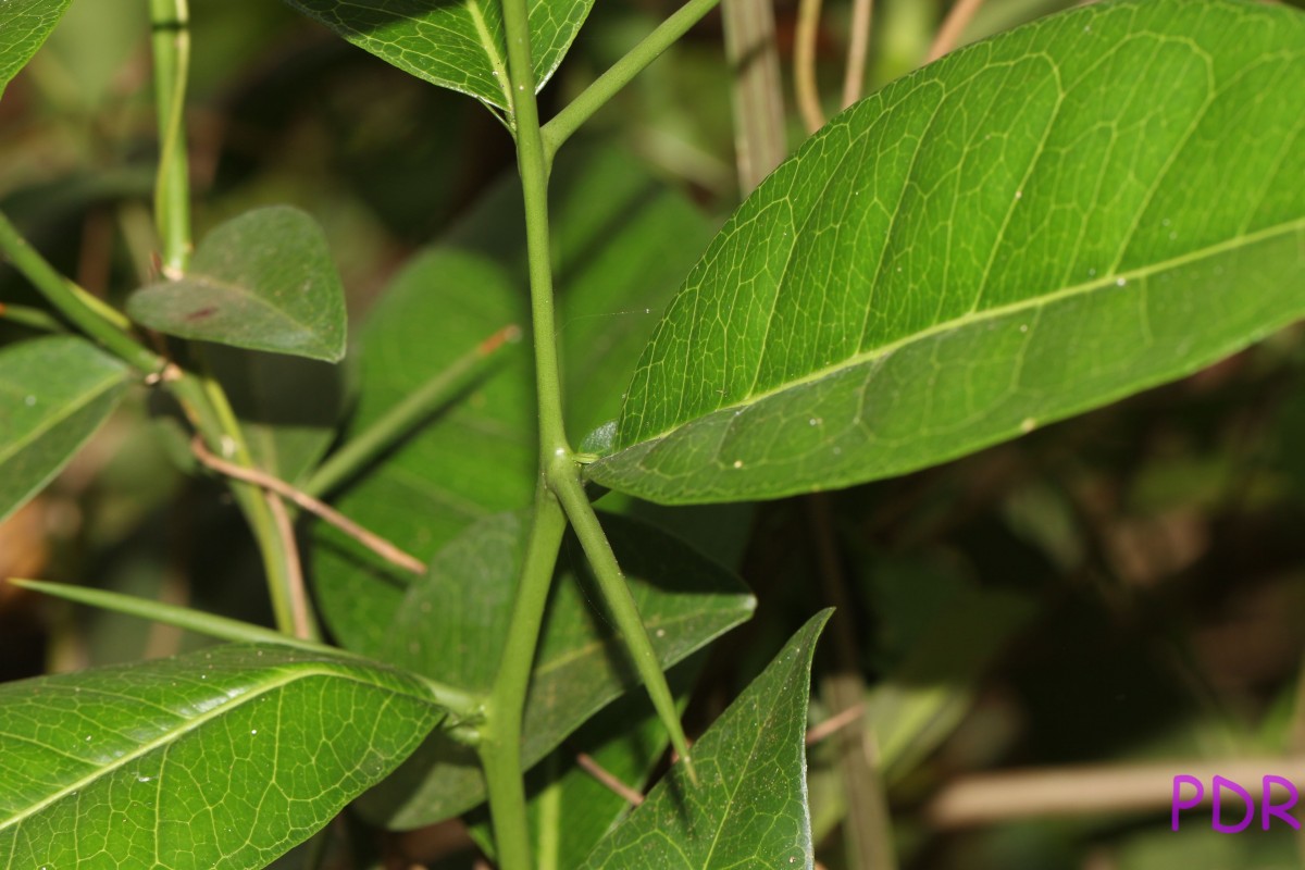 Atalantia ceylanica (Arn.) Oliv.