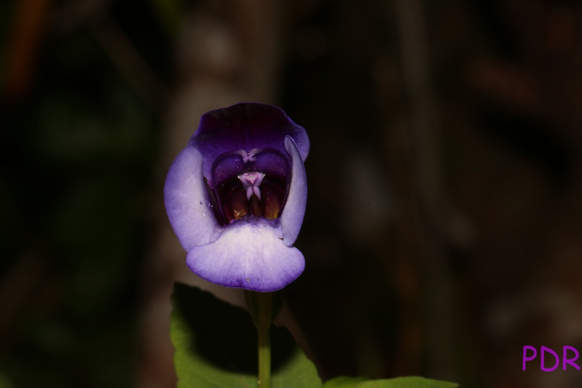 Torenia travancorica Gamble