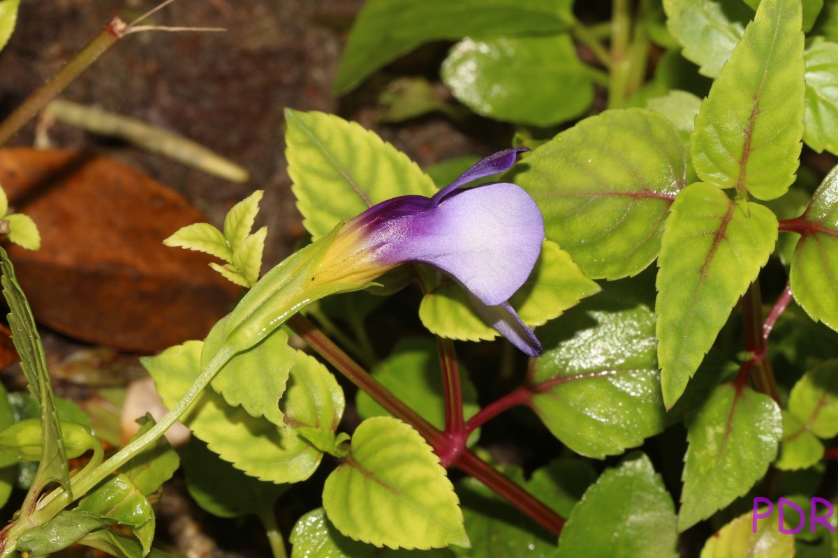 Torenia travancorica Gamble