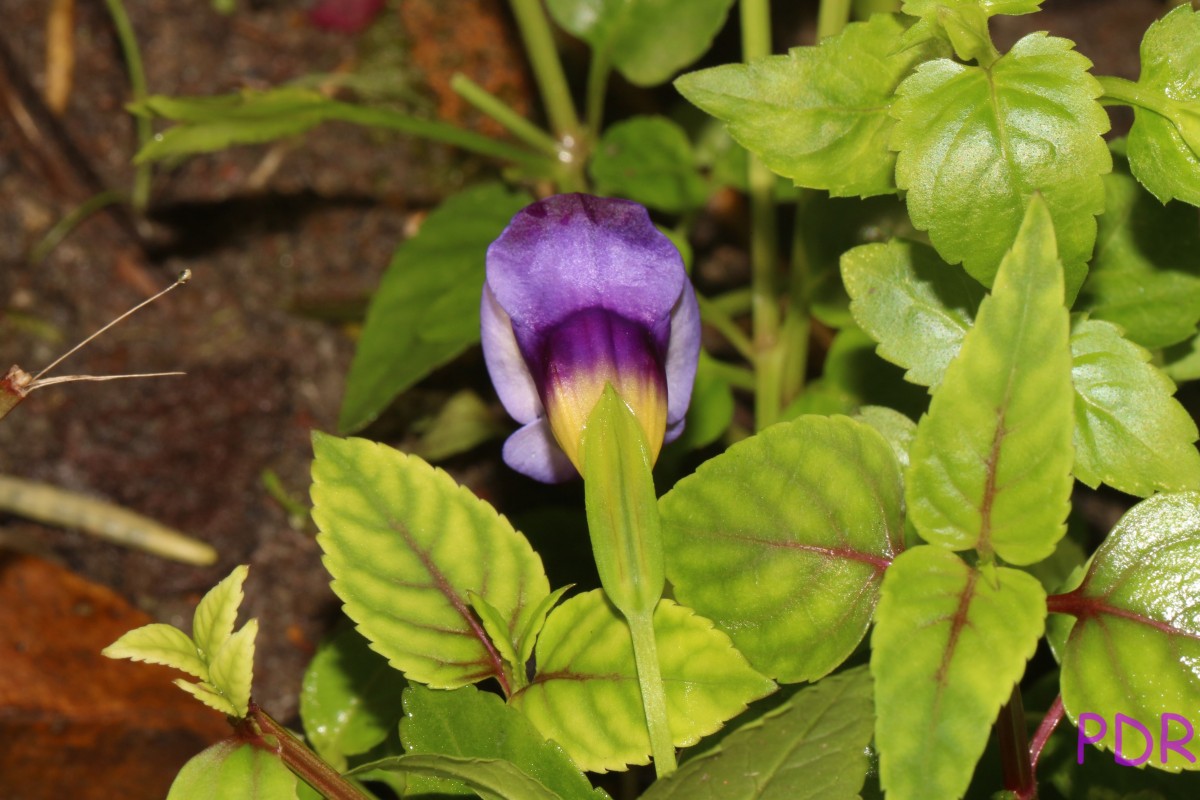 Torenia travancorica Gamble