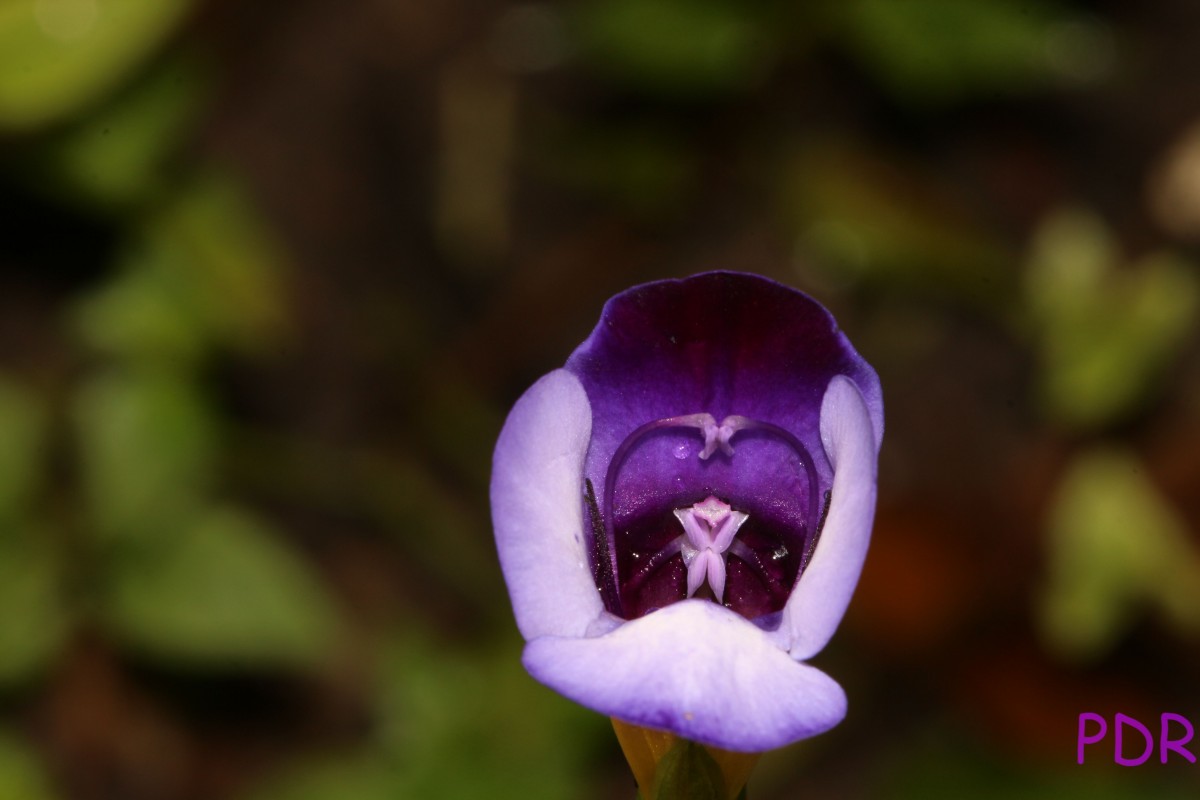 Torenia travancorica Gamble