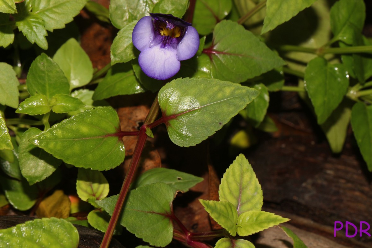 Torenia travancorica Gamble