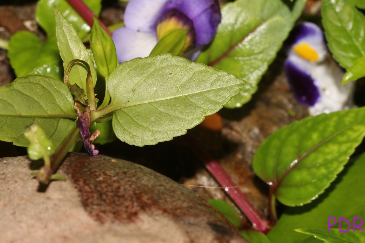 Torenia travancorica Gamble