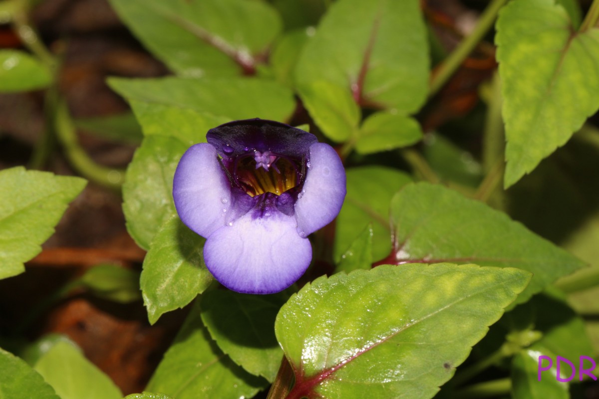 Torenia travancorica Gamble