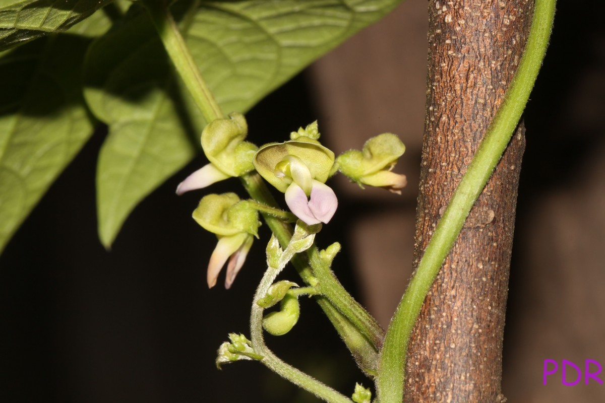 Phaseolus lunatus L.