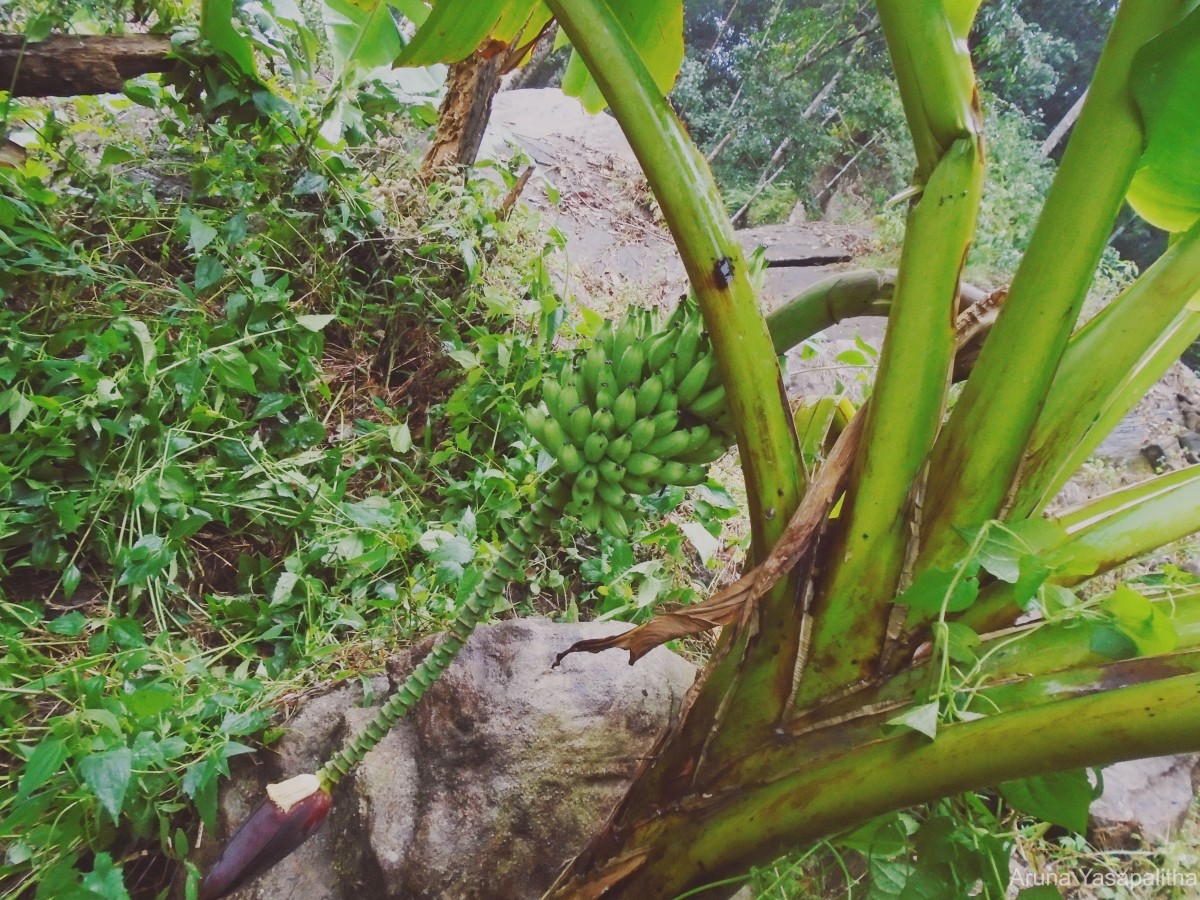 Musa acuminata Colla