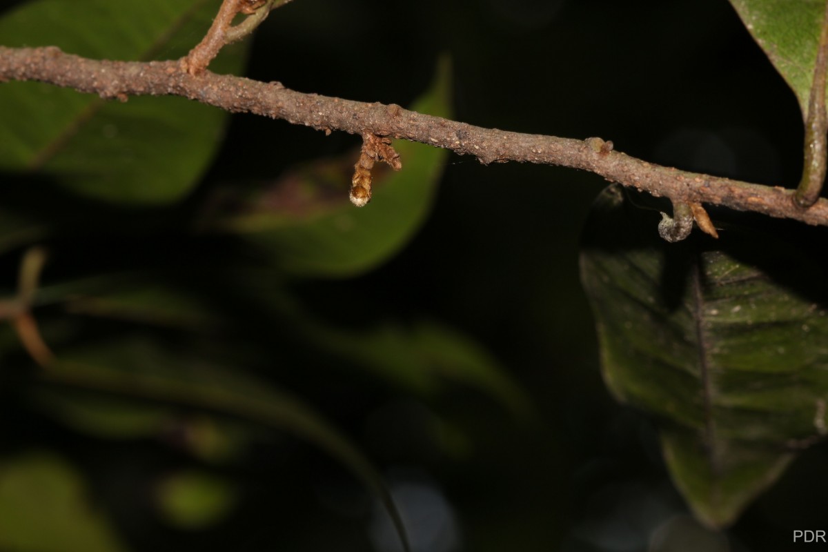 Alphonsea zeylanica Hook.f. & Thomson