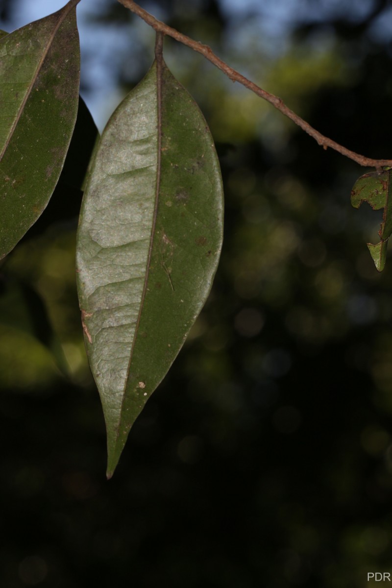 Alphonsea zeylanica Hook.f. & Thomson