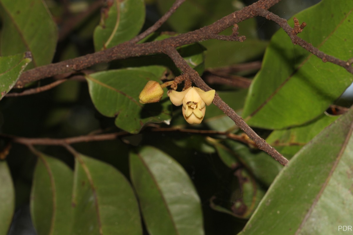 Alphonsea zeylanica Hook.f. & Thomson