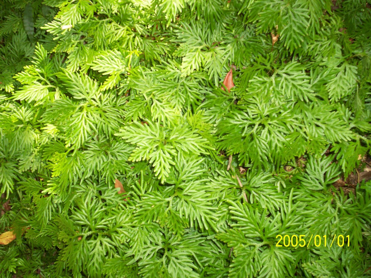 Selaginella involvens (Sw.) Spring