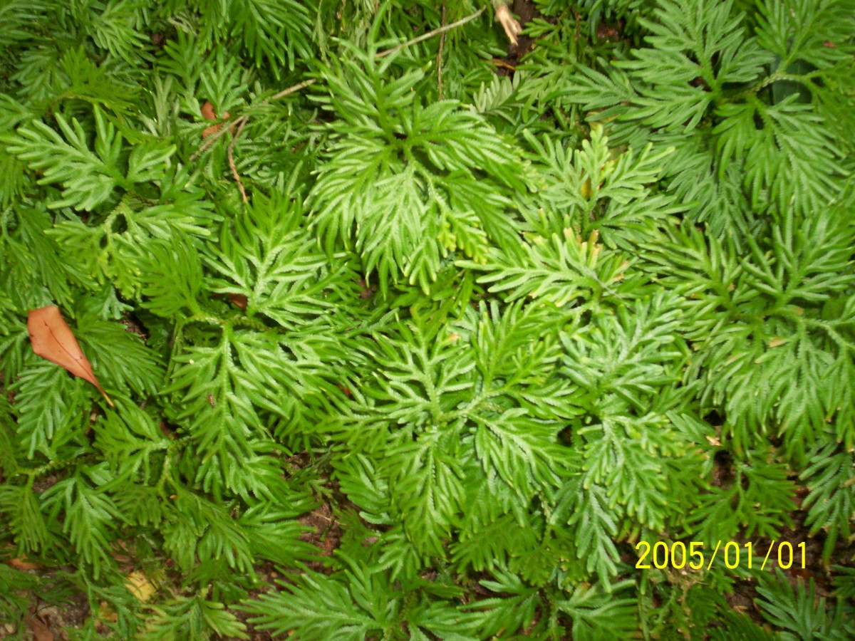 Selaginella involvens (Sw.) Spring