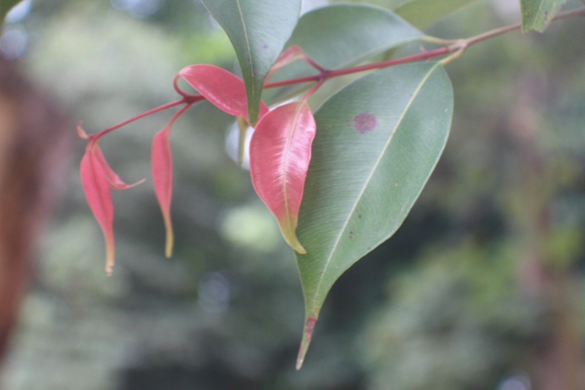 Syzygium rubicundum Wight & Arn.