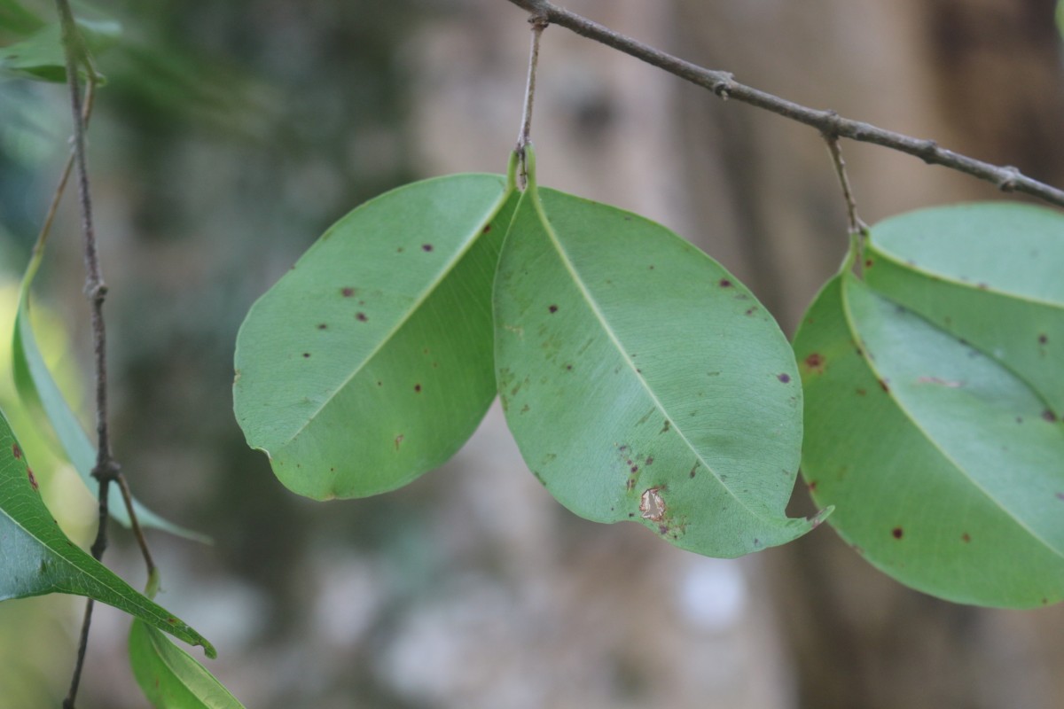 Syzygium rubicundum Wight & Arn.