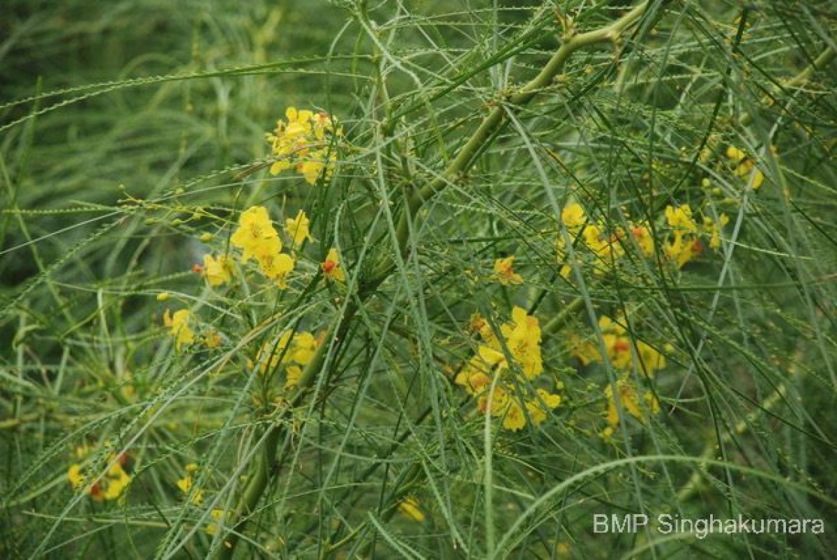 Parkinsonia aculeata L.