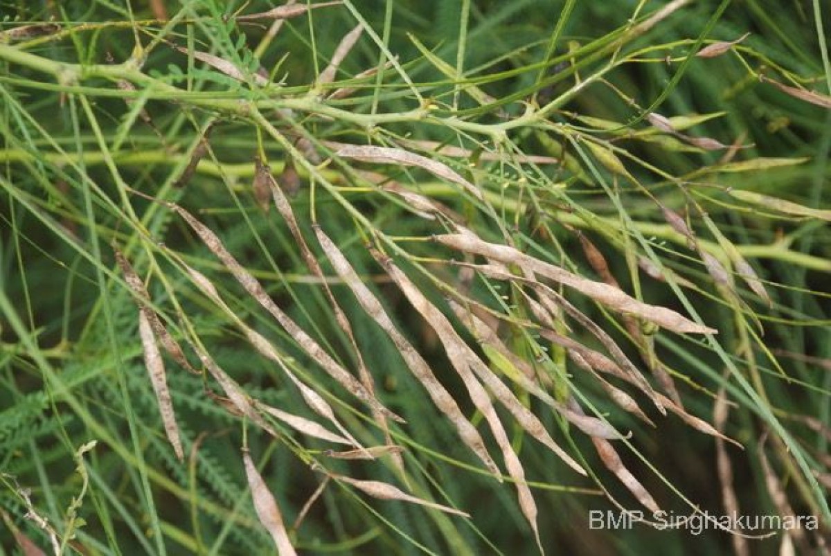 Parkinsonia aculeata L.