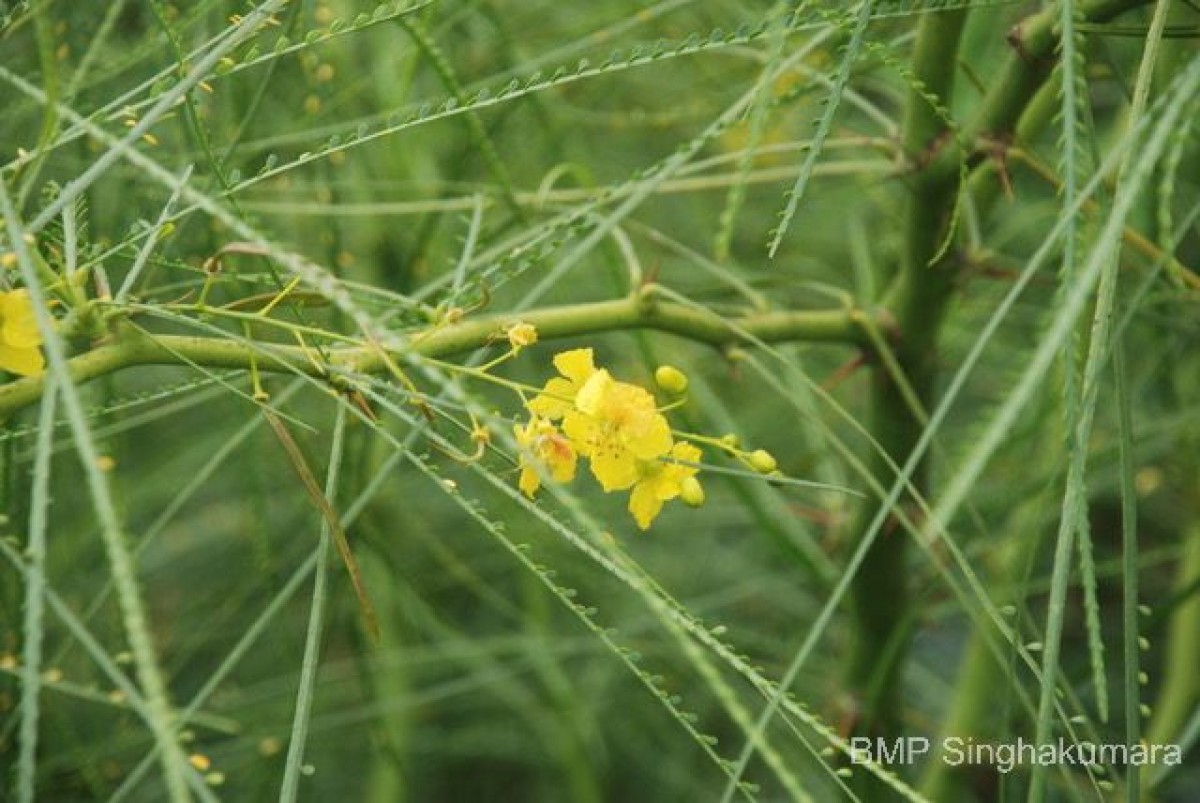 Parkinsonia aculeata L.