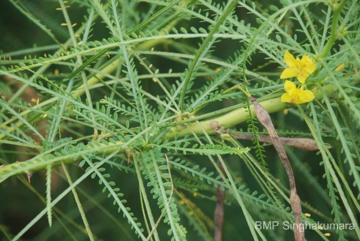 Parkinsonia aculeata L.