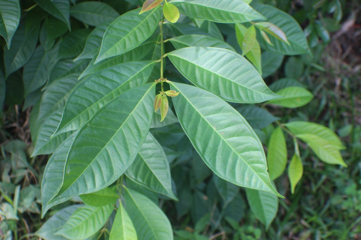 Syzygium nervosum A.Cunn. ex DC.