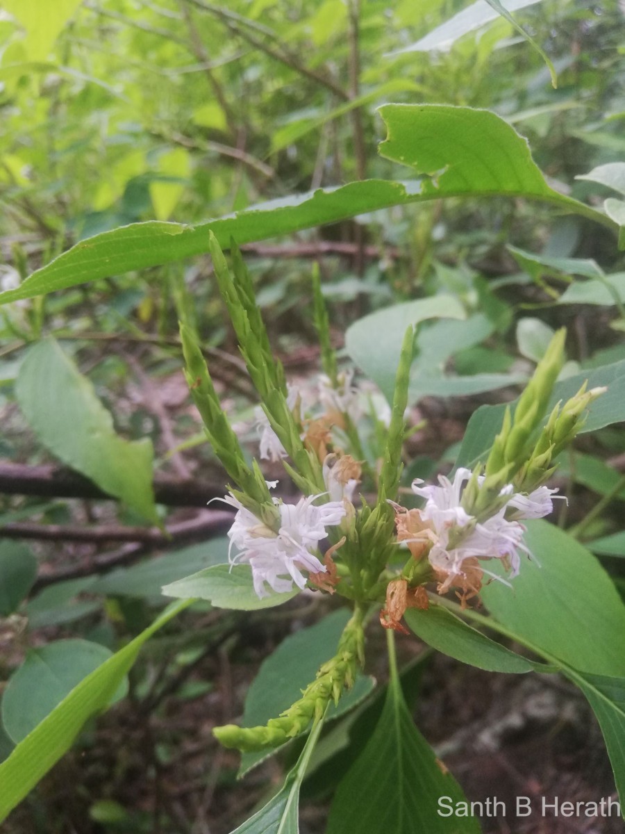 Strobilanthes stenodon C.B.Clarke