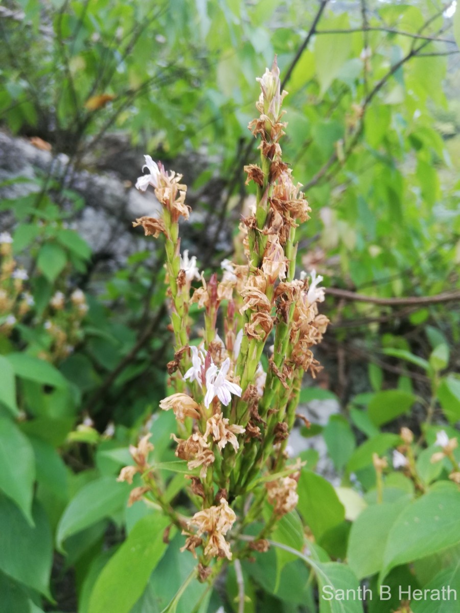 Strobilanthes stenodon C.B.Clarke