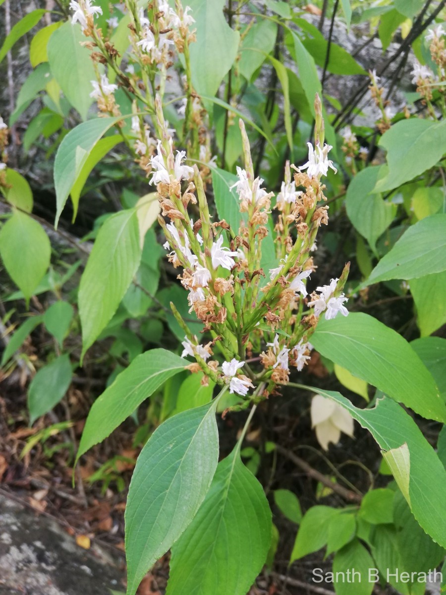 Strobilanthes stenodon C.B.Clarke