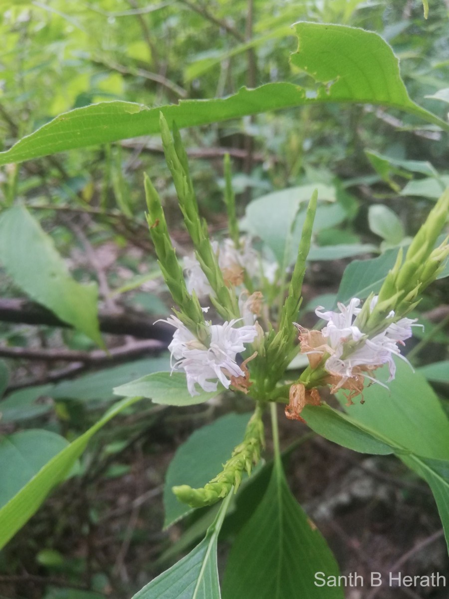 Strobilanthes stenodon C.B.Clarke