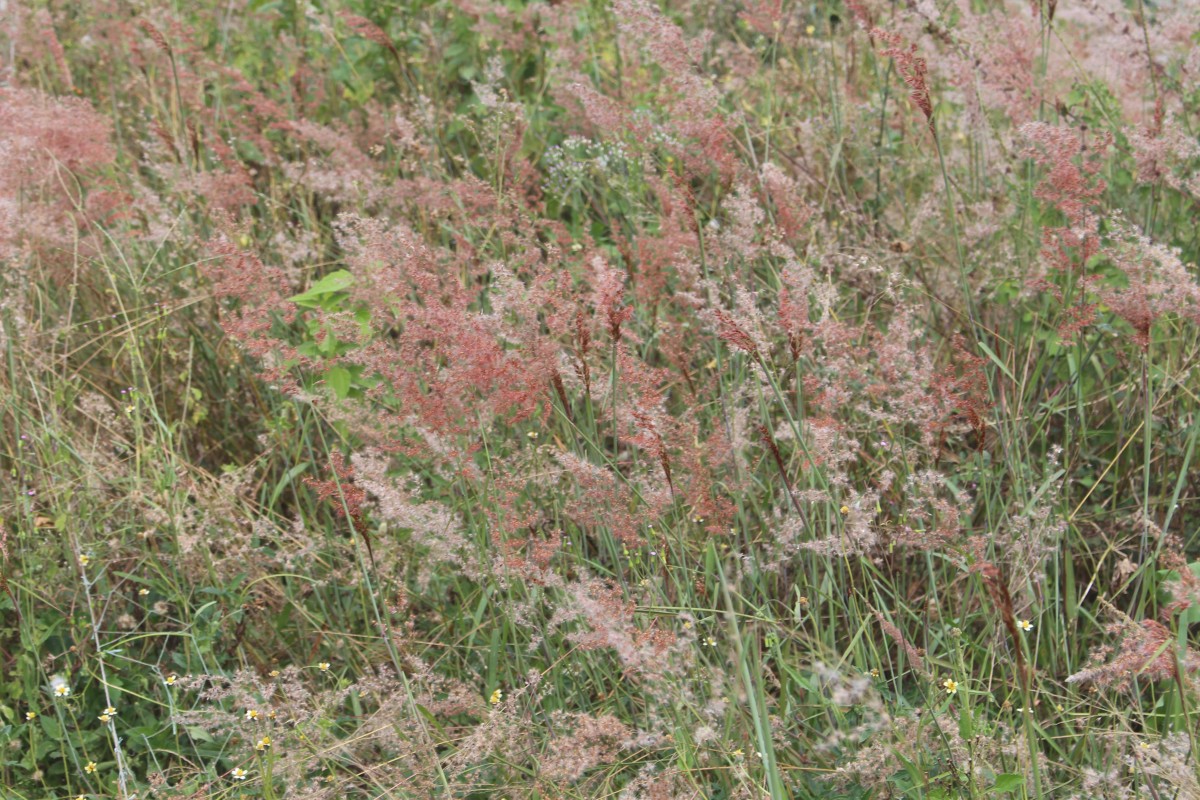 Melinis repens (Willd.) Zizka