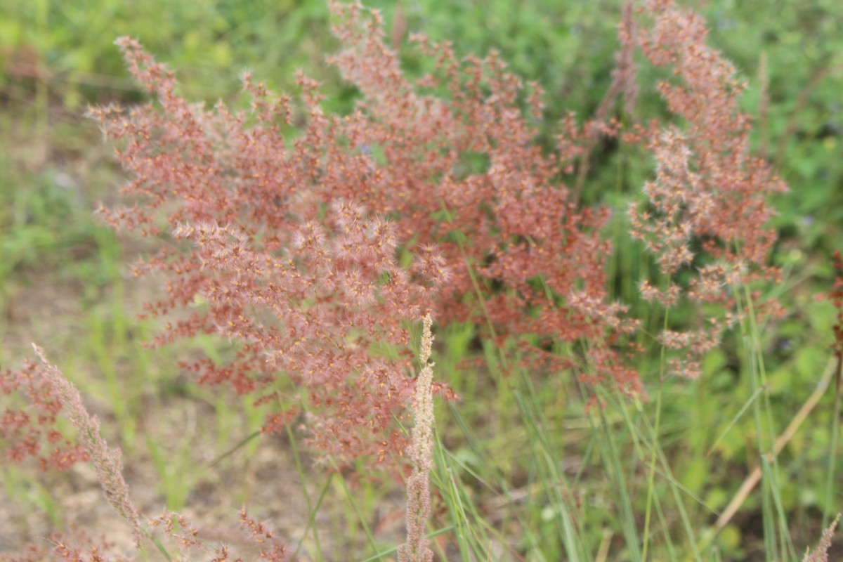 Melinis repens (Willd.) Zizka